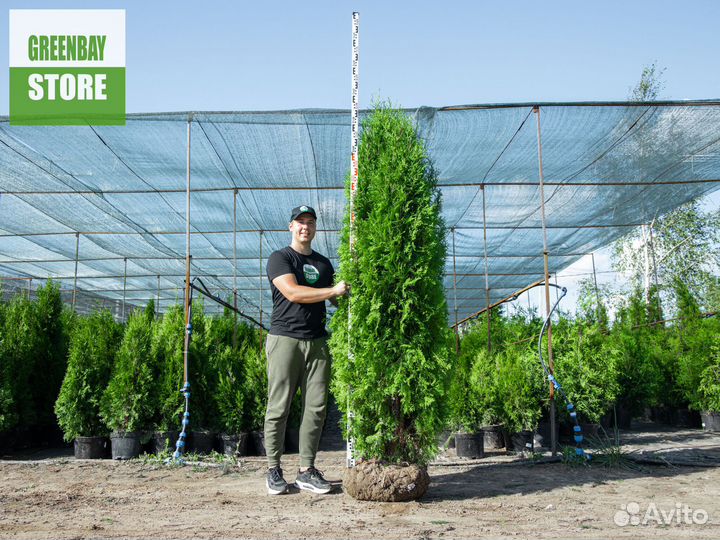 Туя колумна 200 см свежая копка 2023