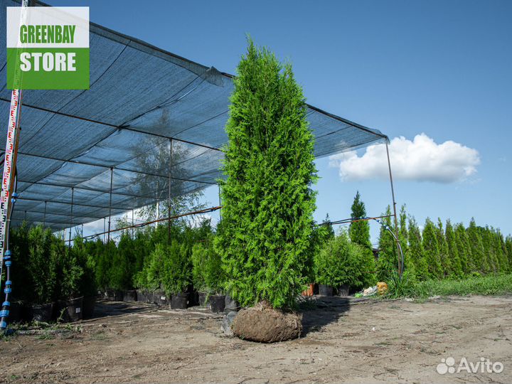 Туя колумна 200 см свежая копка 2023