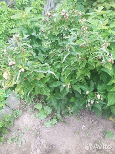 Саженцы малинового дерева