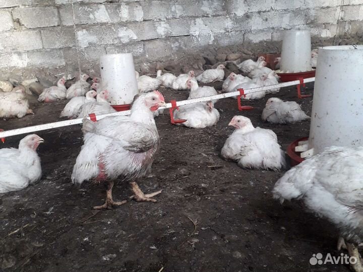 Куры бройлеры