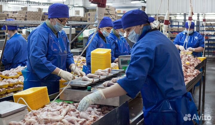 Работа на птицефабрике: вахтовый метод