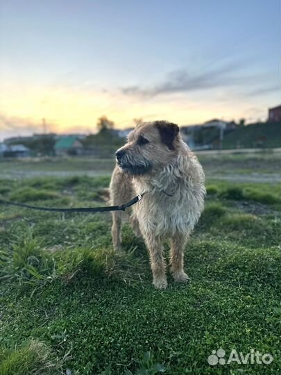 Собака в добрые руки