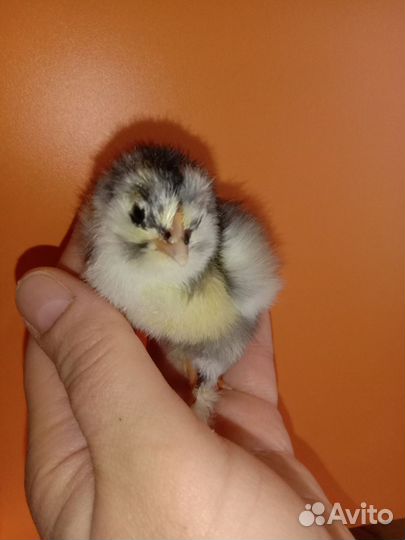 Цыплята суточные несушки