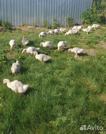 Гусята линда