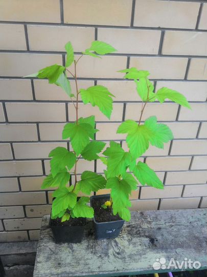 Декоративные кустарники