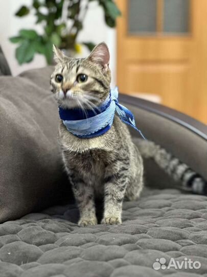 Сладкая стеснительная молодая кошечка Йося