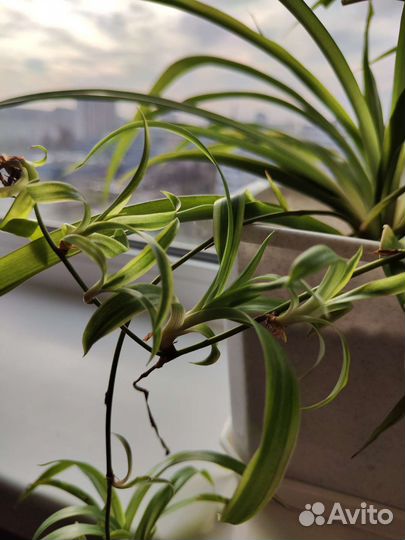 Хлорофитум