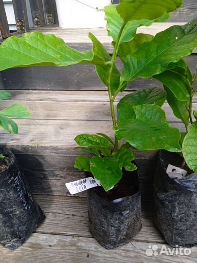 Магнолии, сирень, Ринго двулопастный