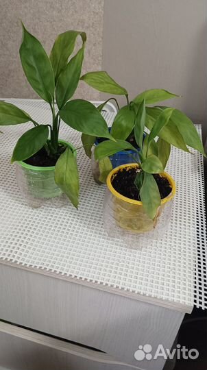 Спатифиллум детки