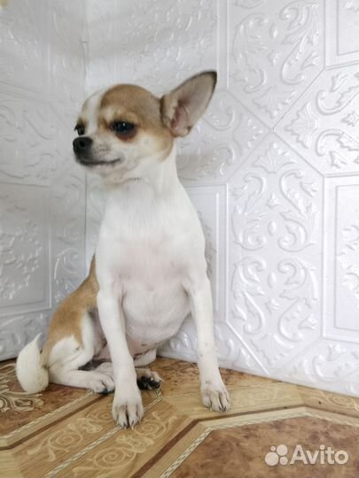 Чиходевочка