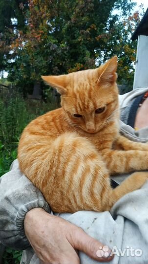 Рыжий котик ищет дом