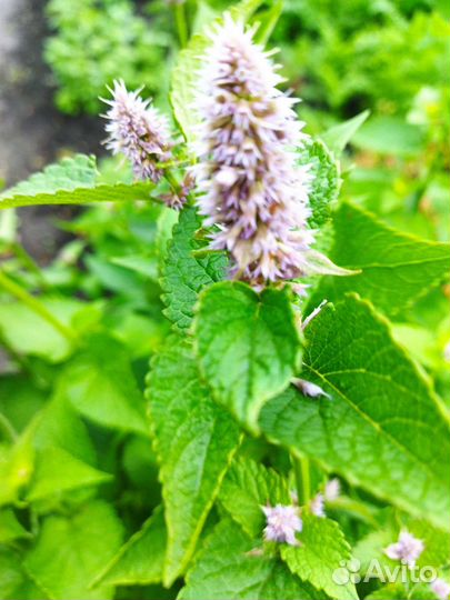 Мята сортовая