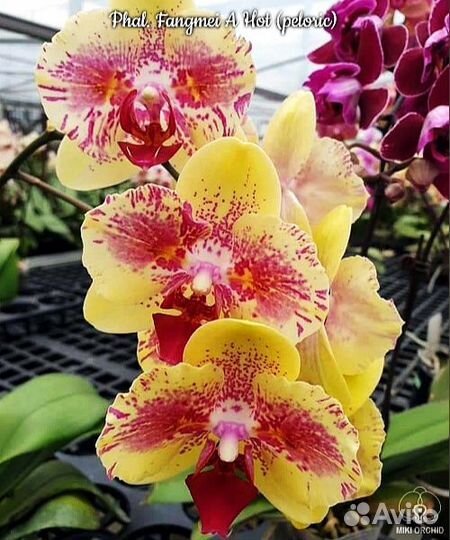 Фаленопсис орхидея бабочки азиатские нецветущие