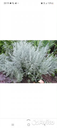 Полынь шмидта