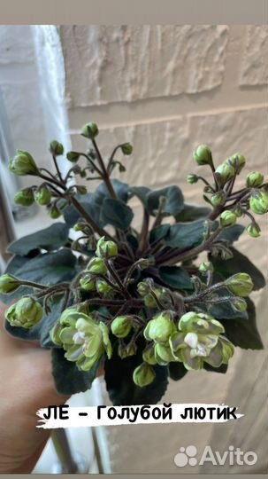 Детки сортовых фиалок