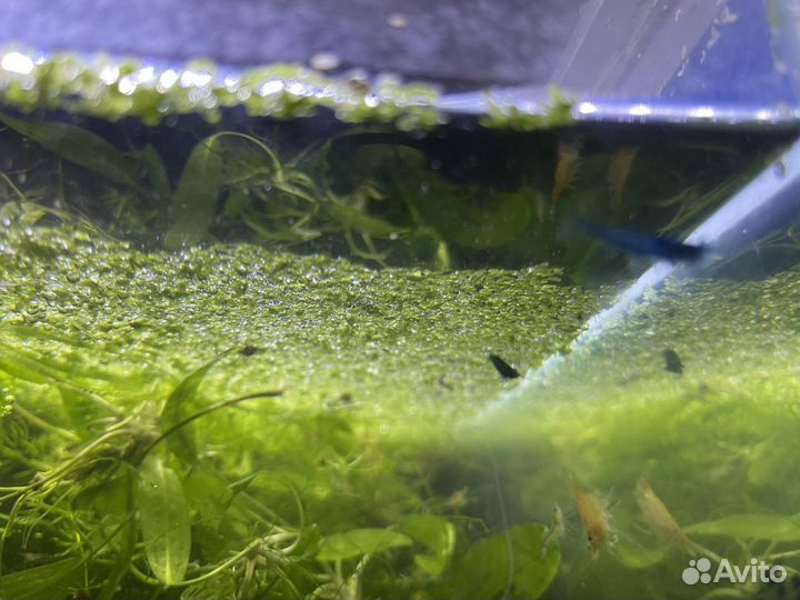 Креветки аквариумные, ассорти