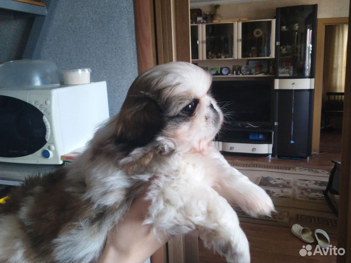 Щенки пекинеса