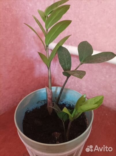 Замиокулькас