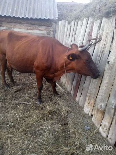 Корова дойная