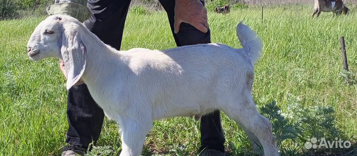Англо нубийский козлик