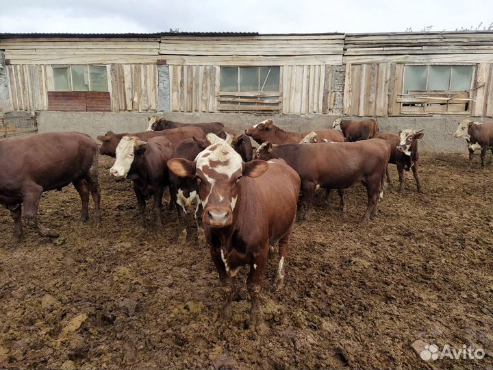 Продажа крс