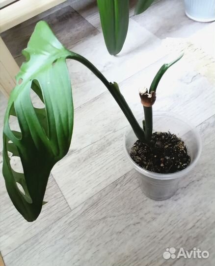 Монстера Фридрихшталя