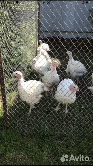 Тушка индейки