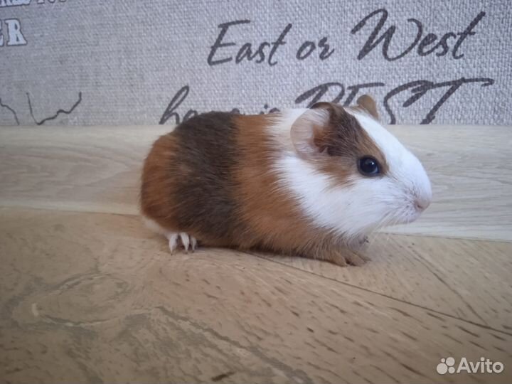 Морская свинка