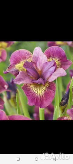 Саженцы садовых цветов Ромашка, ирисы, нарциссы