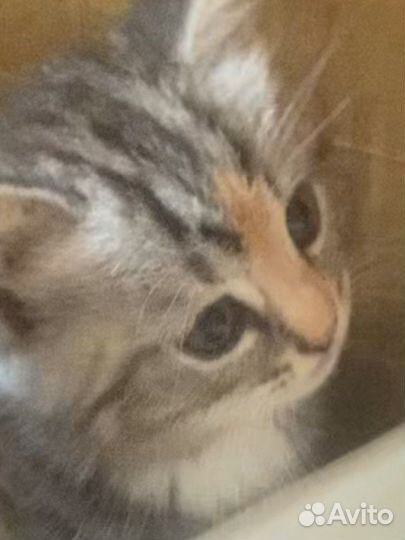 Котенок в добрые руки