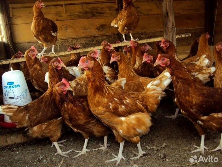 Курочки - молодки