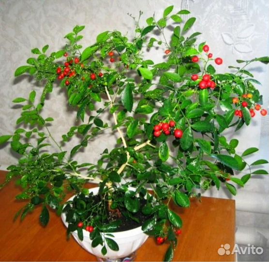 Муррайя карликовая