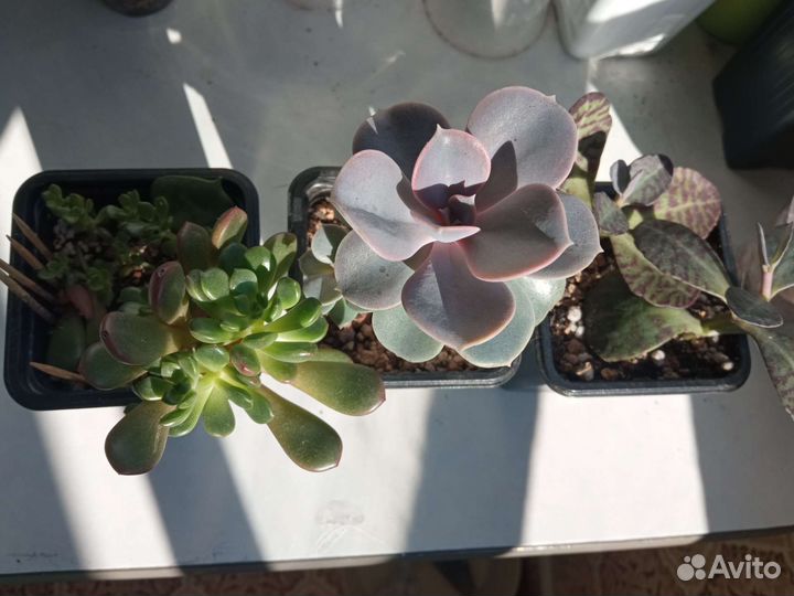 Флорариум суккуленты