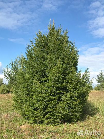 Ели крупномеры