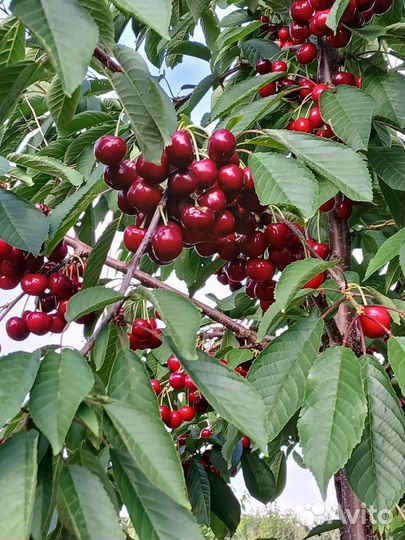 Продукты питания оптом