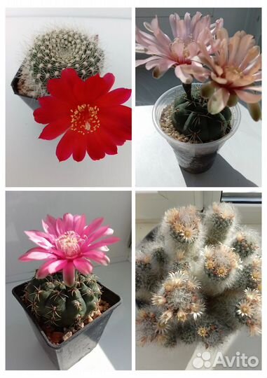 Семена суккулентов и кактусов