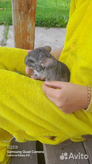 Шиншиллы с клеткой