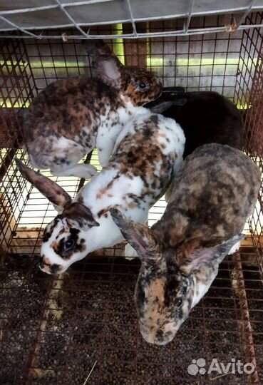 Кролики Рекс мясные на племя