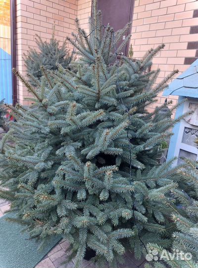 Ели от 2м