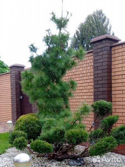 Стрижка растений