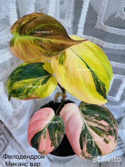 Филодендрон карло,миканс вариегатный и другие