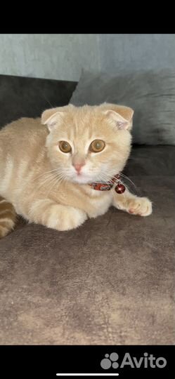 Вислоухий котик