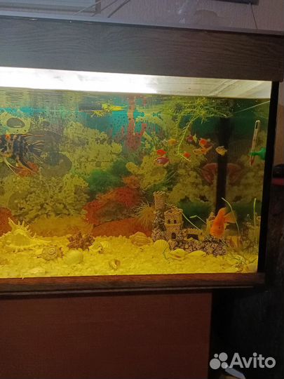 Аквариум