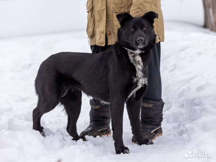 Бэлль, 1 год