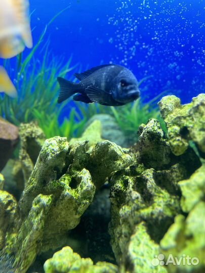 Трофеус звездчатый