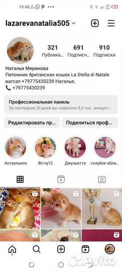 Британские котята золотая шиншилла