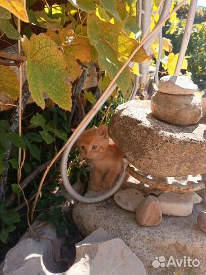 Бронь. Котёнок