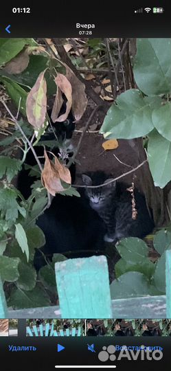 Котята в добрые руки