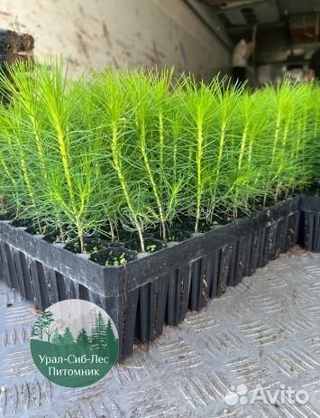 Зкс Сосна сеянцы Ели Лиственницы окс Голуб Горная