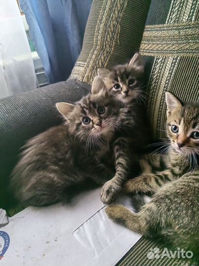 Кошка в дар бесплатно